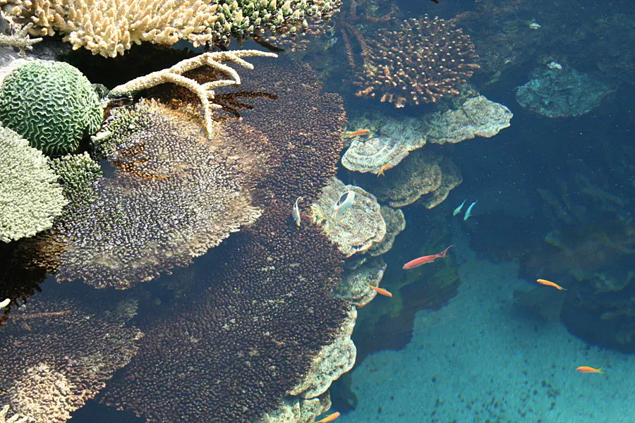 Cerdeña Coral