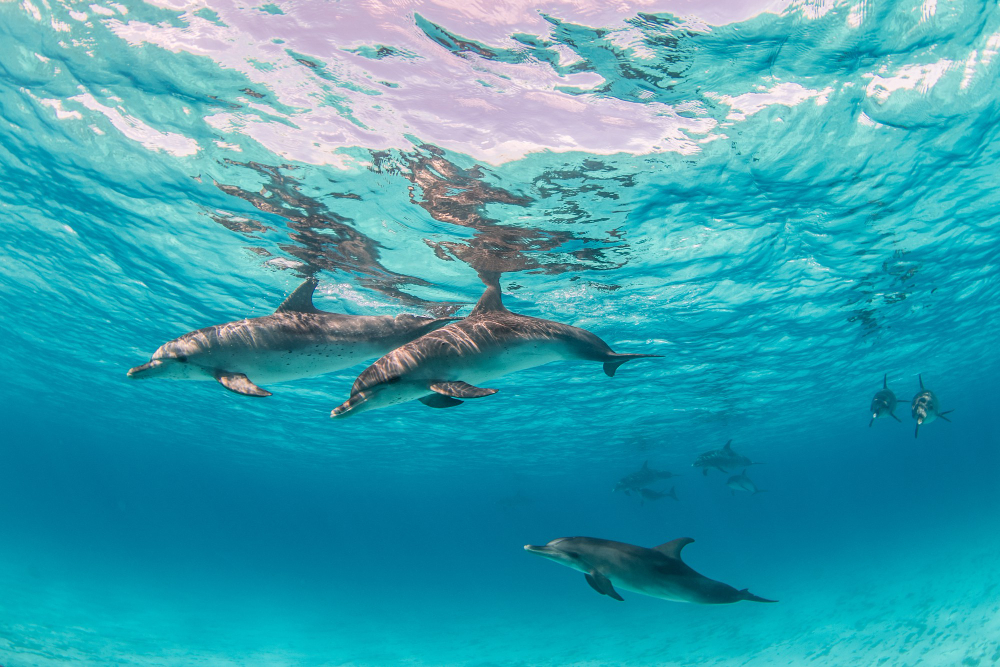 Cerdeña Delfines